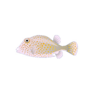 Gamboge Trunkfish